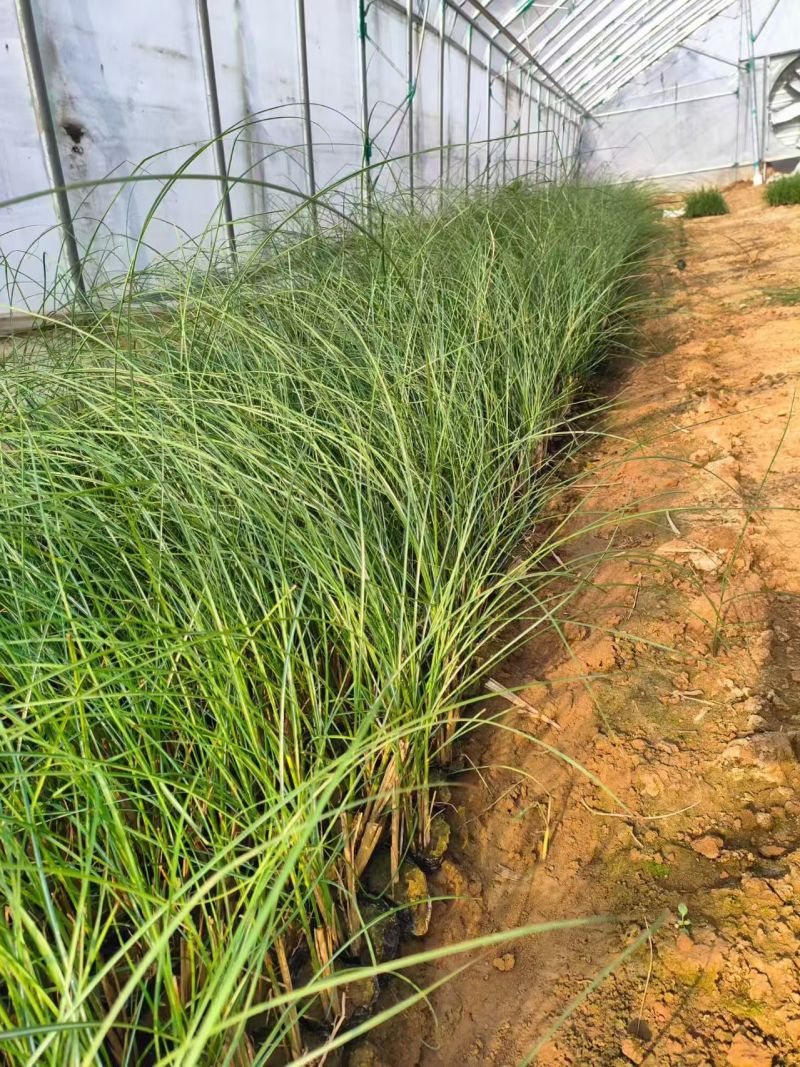 绿化苗木细叶芒批发基地！适合庭院花园小区绿化带两侧