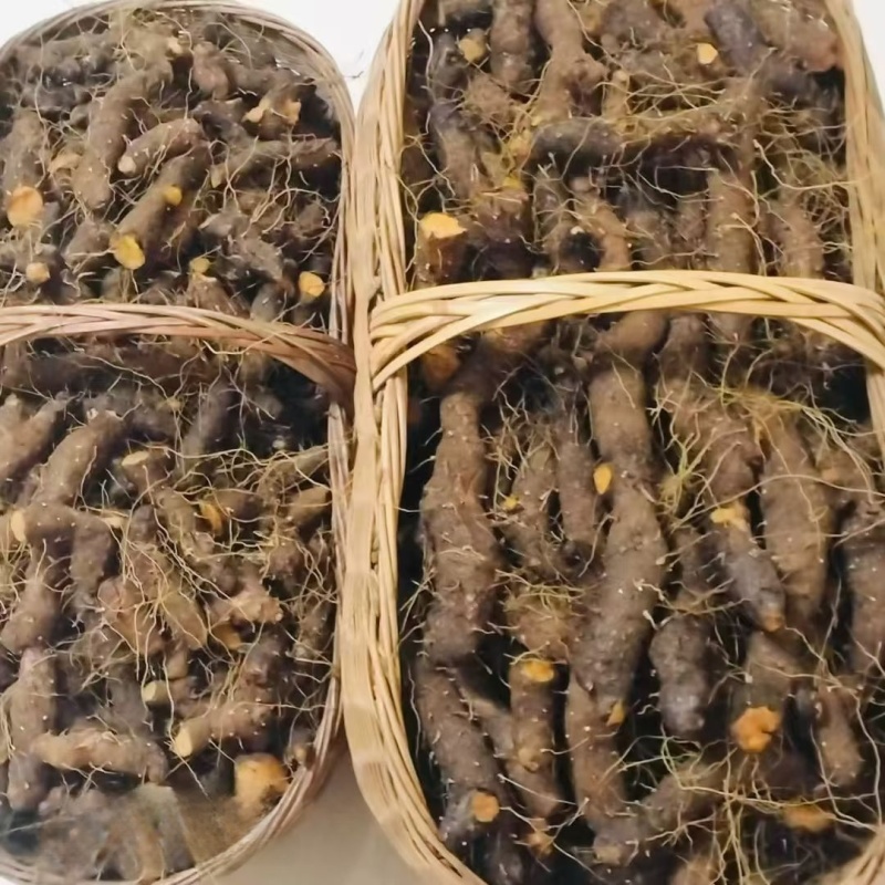 湖北粗火头根毛黄姜粗黄姜黄姜种子火头根湖北中药