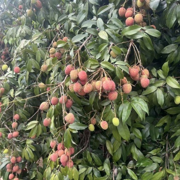 水果/热带水果/荔枝/荔枝桂花香/