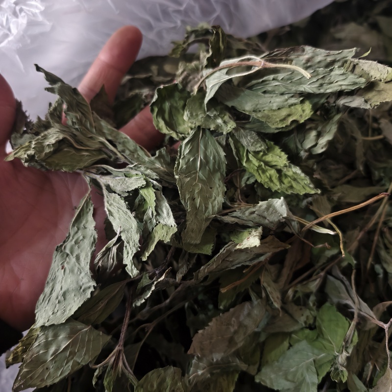 薄荷薄荷今年颜色绿地道药材产地山东省紫轩堂药业