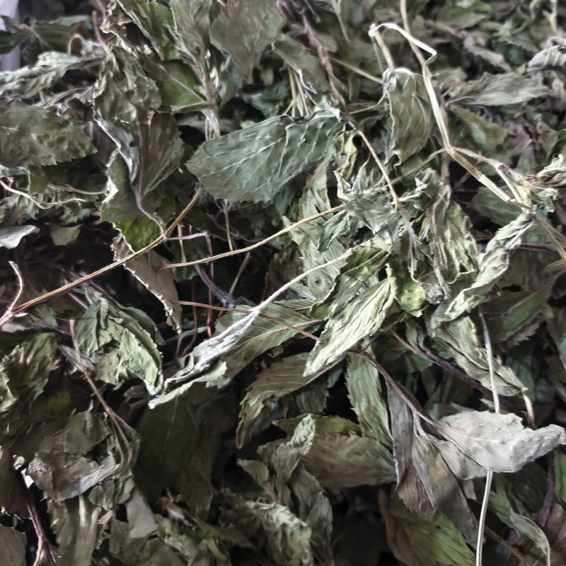 薄荷薄荷今年颜色绿地道药材产地山东省紫轩堂药业