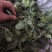 薄荷薄荷今年颜色绿地道药材产地山东省紫轩堂药业