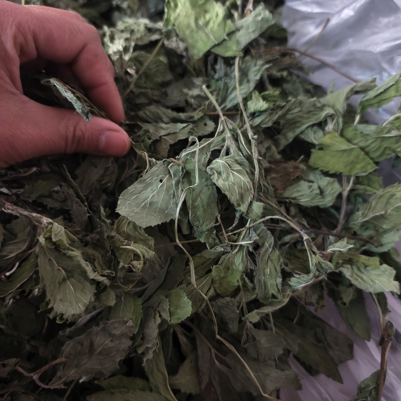 薄荷薄荷今年颜色绿地道药材产地山东省紫轩堂药业