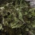 薄荷薄荷今年颜色绿地道药材产地山东省紫轩堂药业