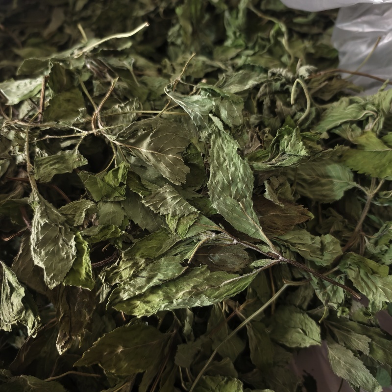 薄荷薄荷今年颜色绿地道药材产地山东省紫轩堂药业