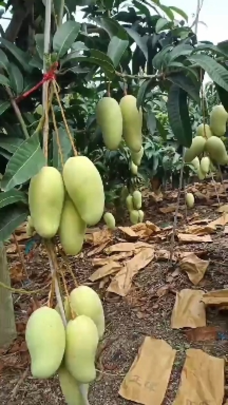 水果热带水果/芒果/金煌芒/