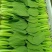 上海青精品油菜小颗青菜中颗青菜大颗青菜