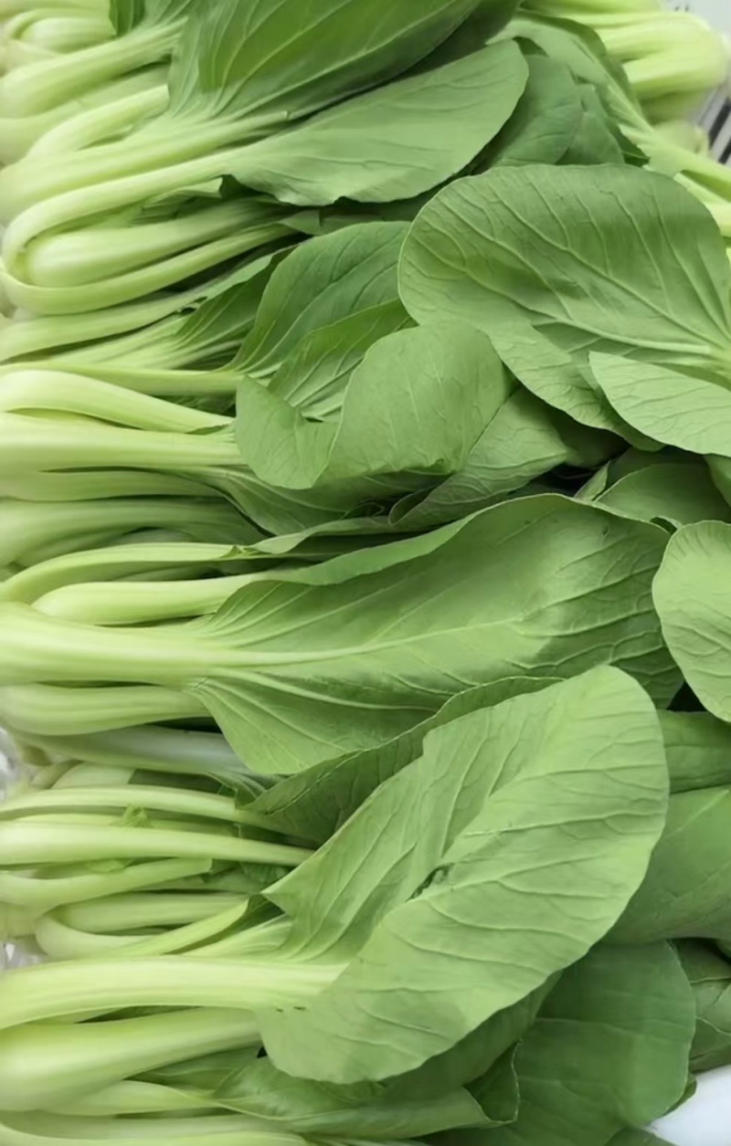 上海青精品油菜小颗青菜中颗青菜大颗青菜
