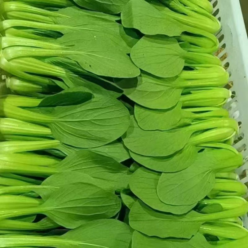 上海青精品油菜小颗青菜中颗青菜大颗青菜