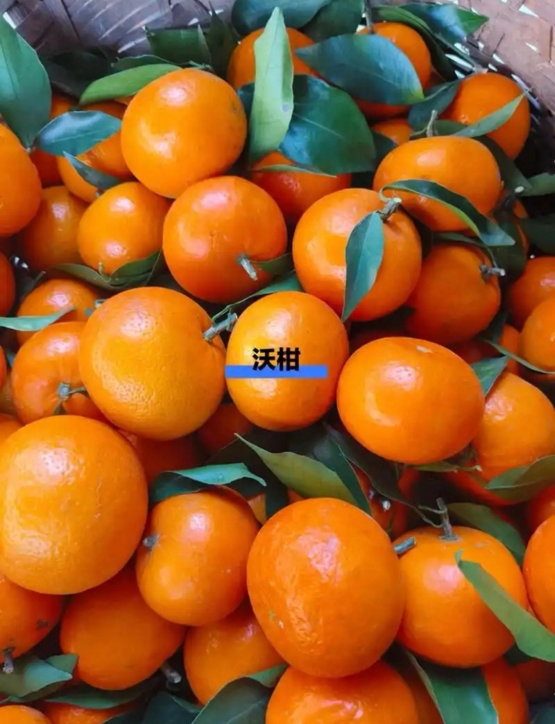 沃柑产地一手货源，大量现货供应，对接市场批发商，代发全国