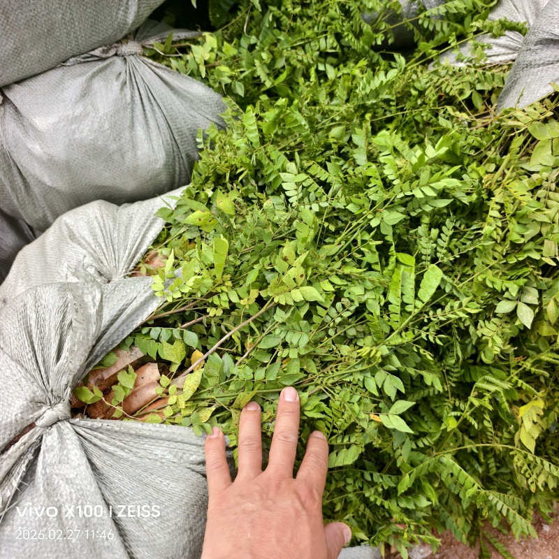 广西钦州猴耳环种苗袋苗直生苗营养杯苗