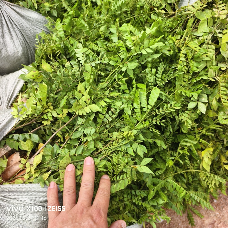 广西钦州猴耳环种苗袋苗直生苗营养杯苗