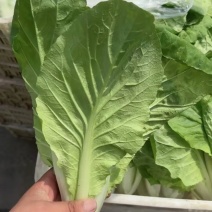 精品毛白菜小白菜，一手货源，保质保量，诚信经营，欢迎选