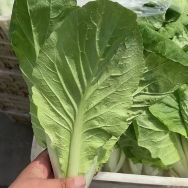 精品毛白菜小白菜，一手货源，保质保量，诚信经营，欢迎选