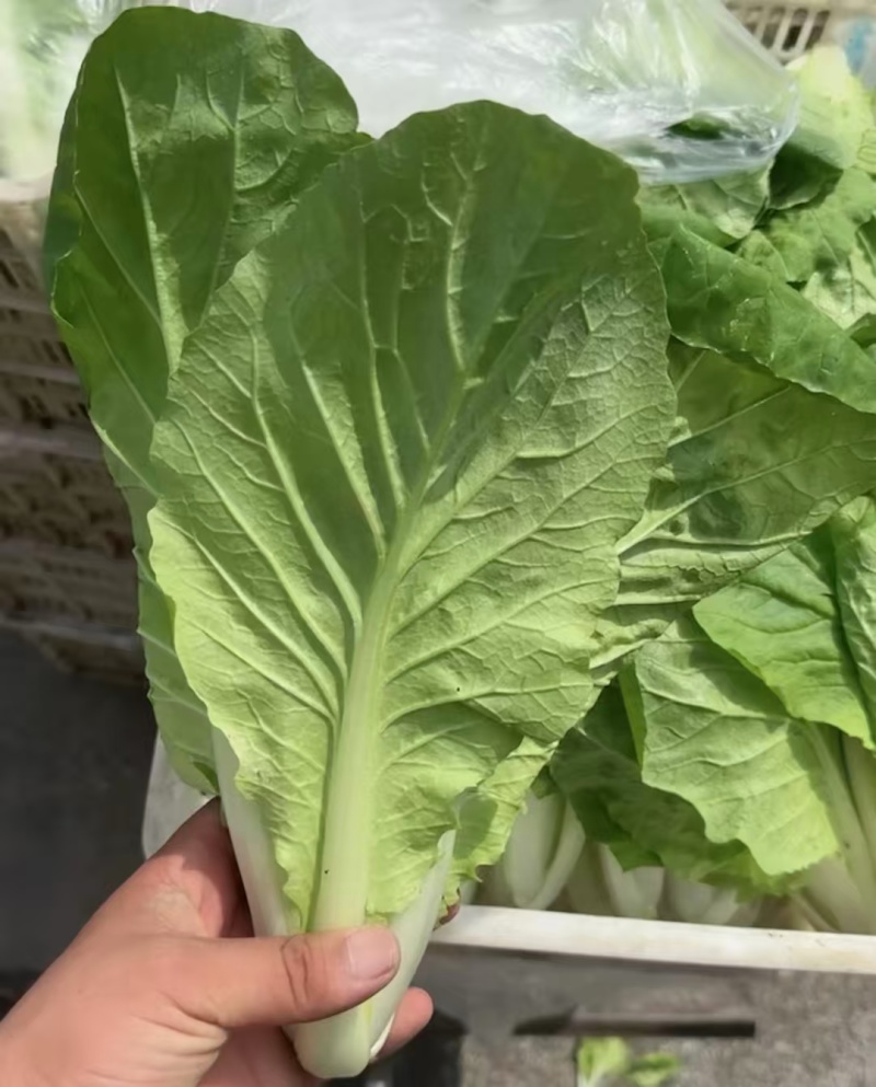 毛白菜大量供应，基地货源，保质保量，欢迎各地老板前来合作