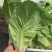 毛白菜大量供应，基地货源，保质保量，欢迎各地老板前来合作