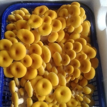 2026年鲜货鸡油菌，玉皇菇，菜花菇，