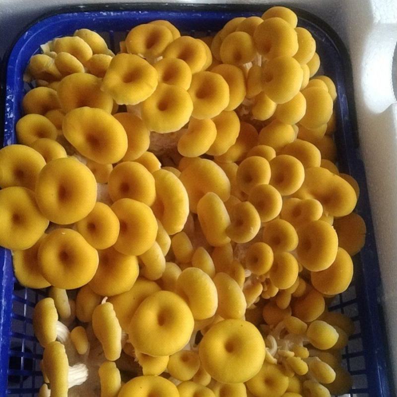 2026年鲜货鸡油菌，玉皇菇，菜花菇，