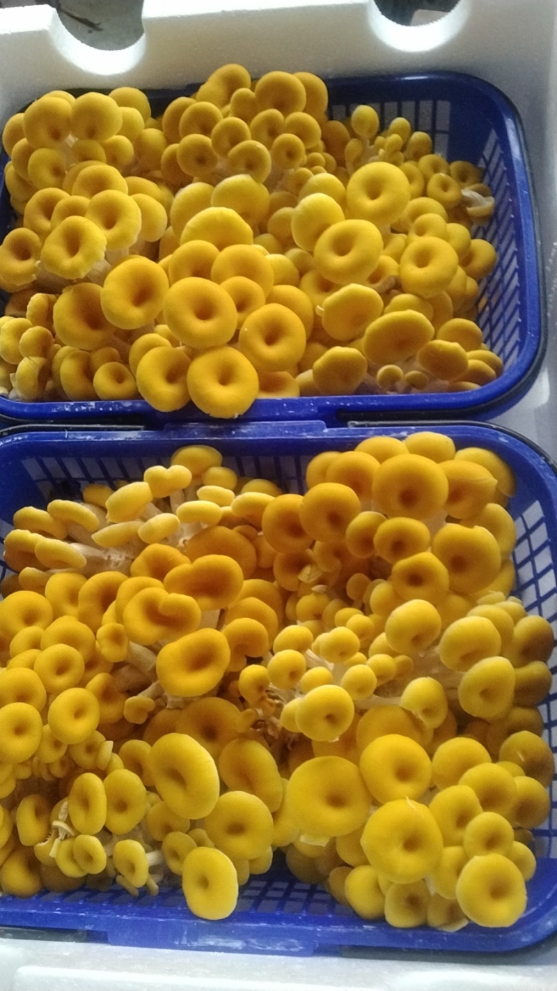 2026年鲜货鸡油菌，玉皇菇，菜花菇，