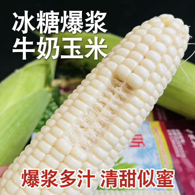 斯达甜220甜玉米种子冰糖爆浆牛奶玉米种子超甜水果玉米种
