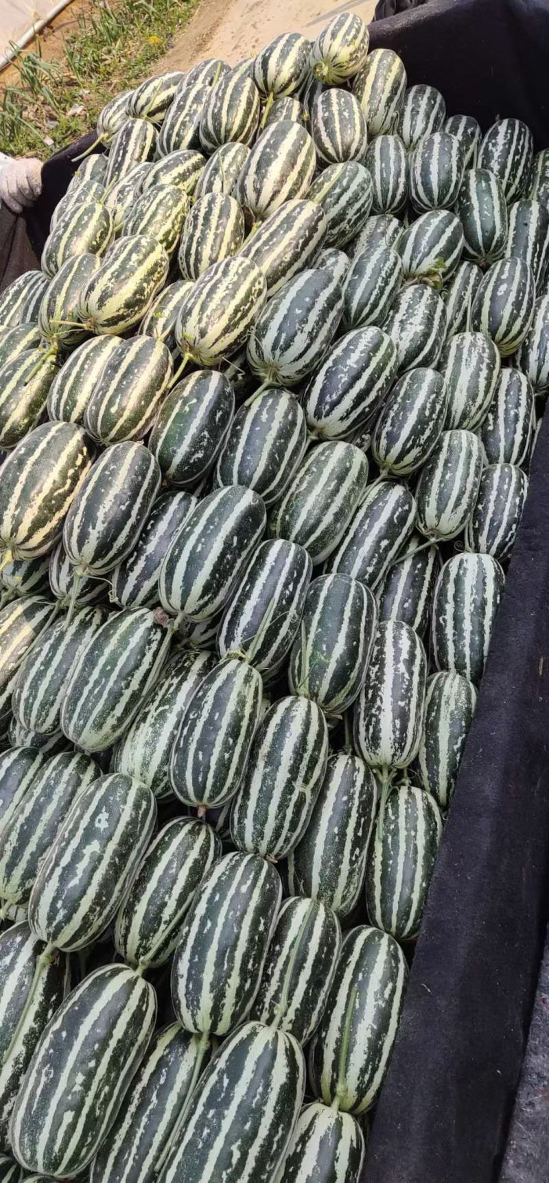 羊角蜜博洋61甜瓜主产区品质好，上货量大欢迎采购