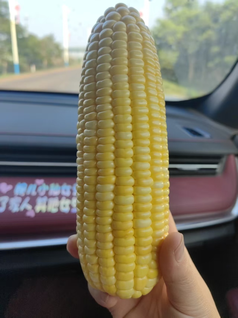 徐闻水果玉米，大量现货