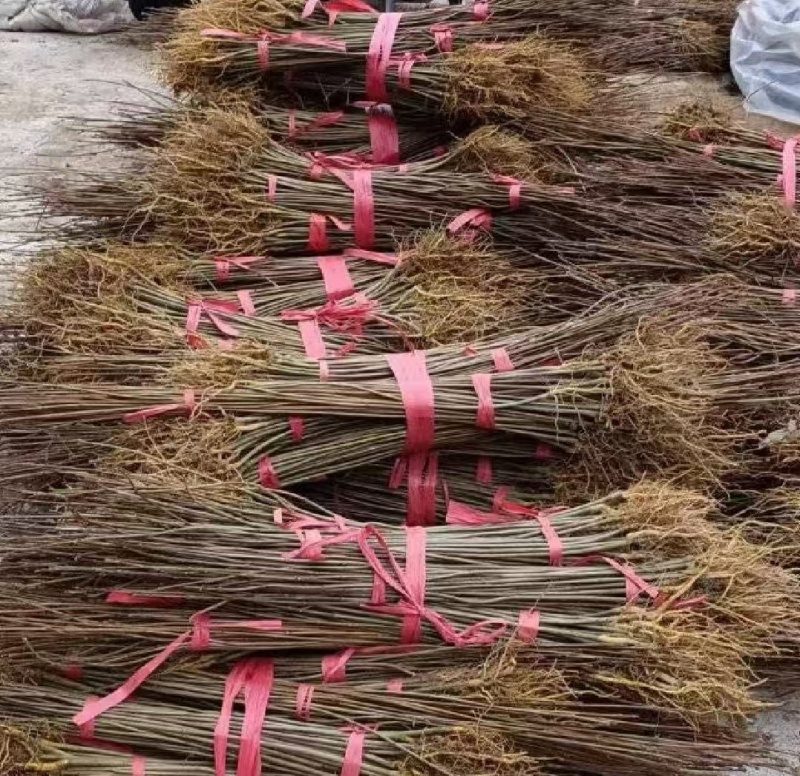 黄柏种子，四川大叶厚皮黄柏种子