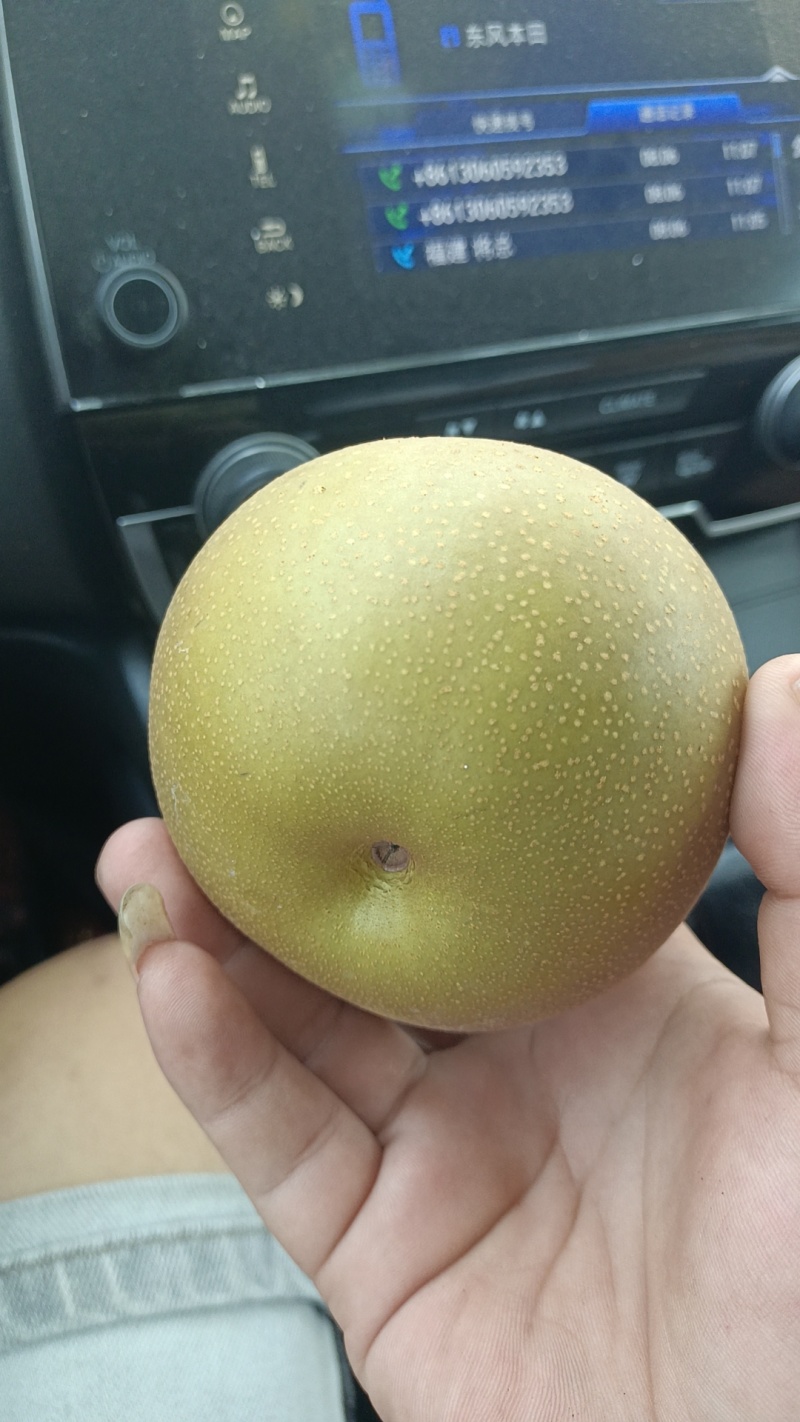 湖北钟祥华梨，精品货源，当天下树发货保证保量，市场商超均