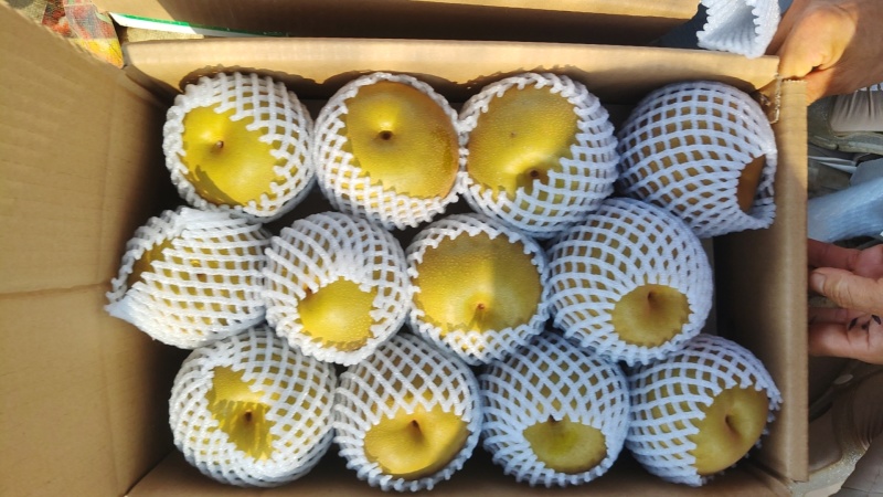 湖北钟祥华梨，精品货源，当天下树发货保证保量，市场商超均