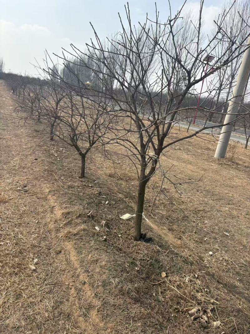 文冠花文冠果树从2公分至18公分全有