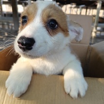 家养纯种柯基犬
