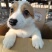 家养纯种柯基犬