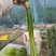 蒜薹