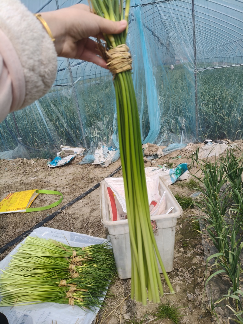 蒜薹