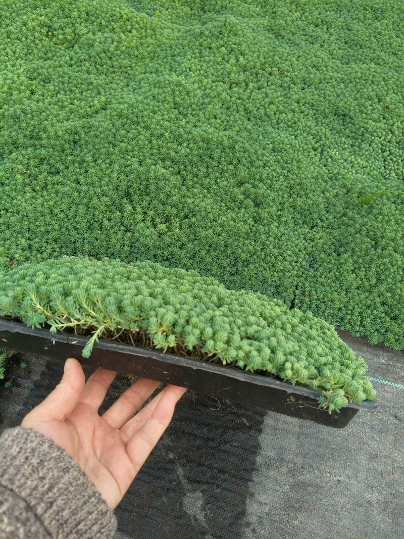 中华景天、佛甲草方盘35cmX35cm，基地有量欢迎订购