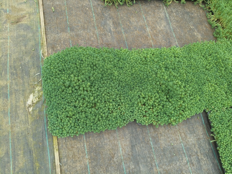 中华景天、佛甲草方盘35cmX35cm，基地有量欢迎订购