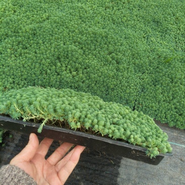 中华景天、佛甲草方盘35cmX35cm，基地有量欢迎订购
