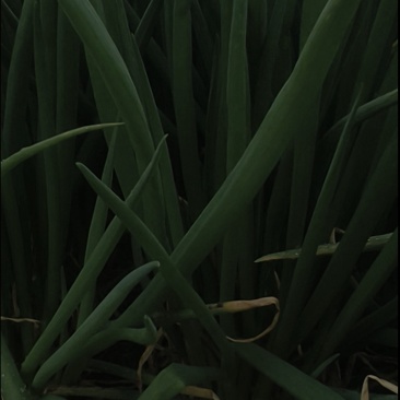 小香葱
