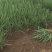 小香葱