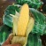 太阳花玉米🌽