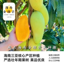 金煌芒一件代发包邮产地水果支持直播团购批发代收