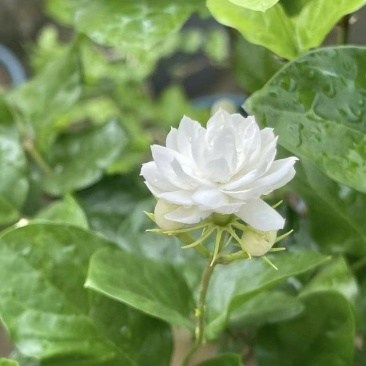 虎头茉莉