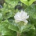 虎头茉莉