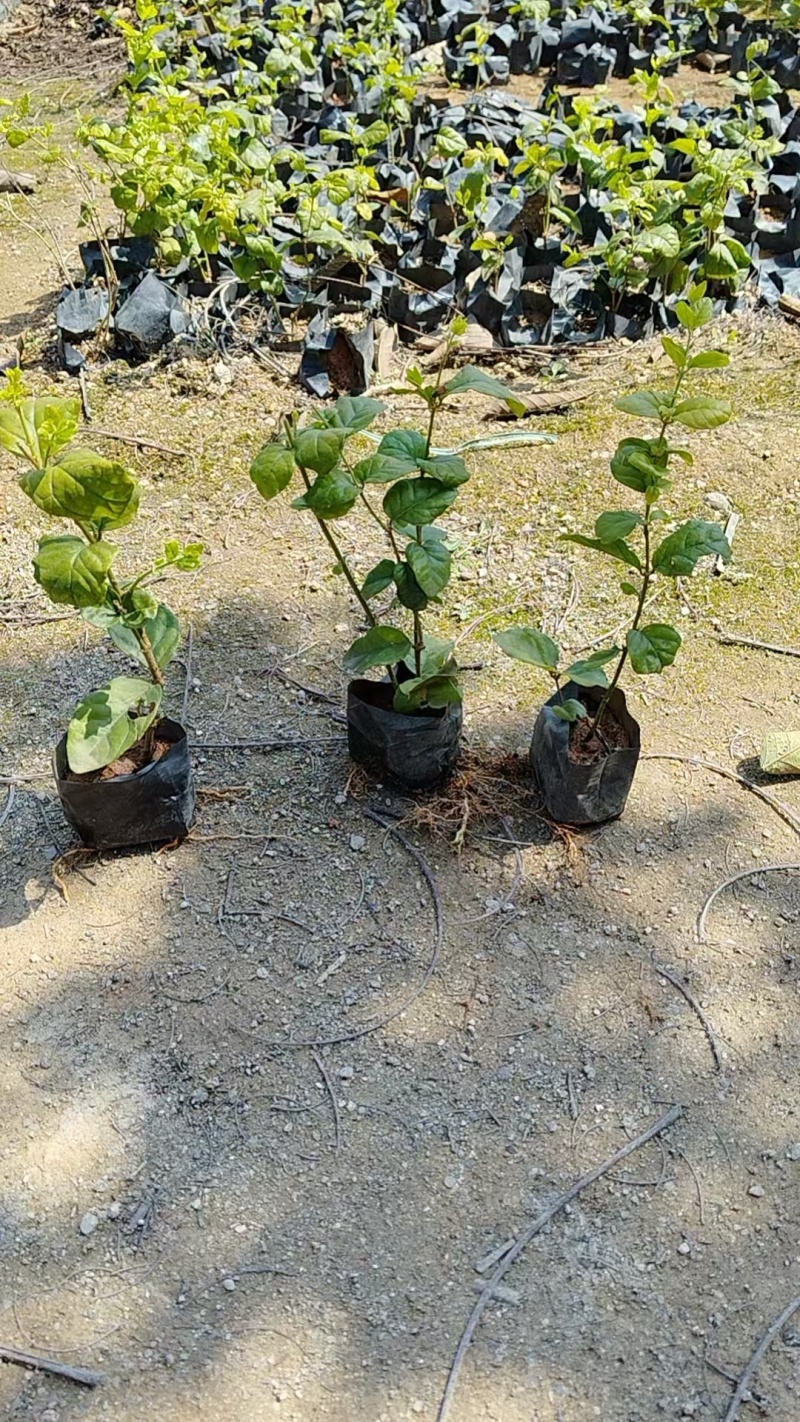虎头茉莉
