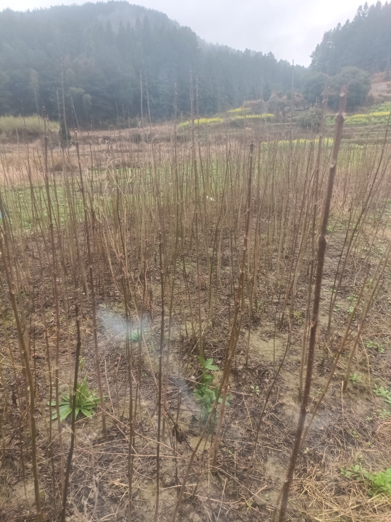 黄柏树种苗