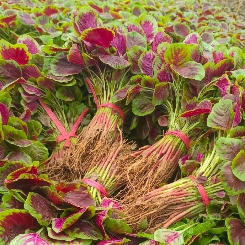 花红米苋早熟苋菜种子紫红色口感糯滑再生性较强红苋菜种籽