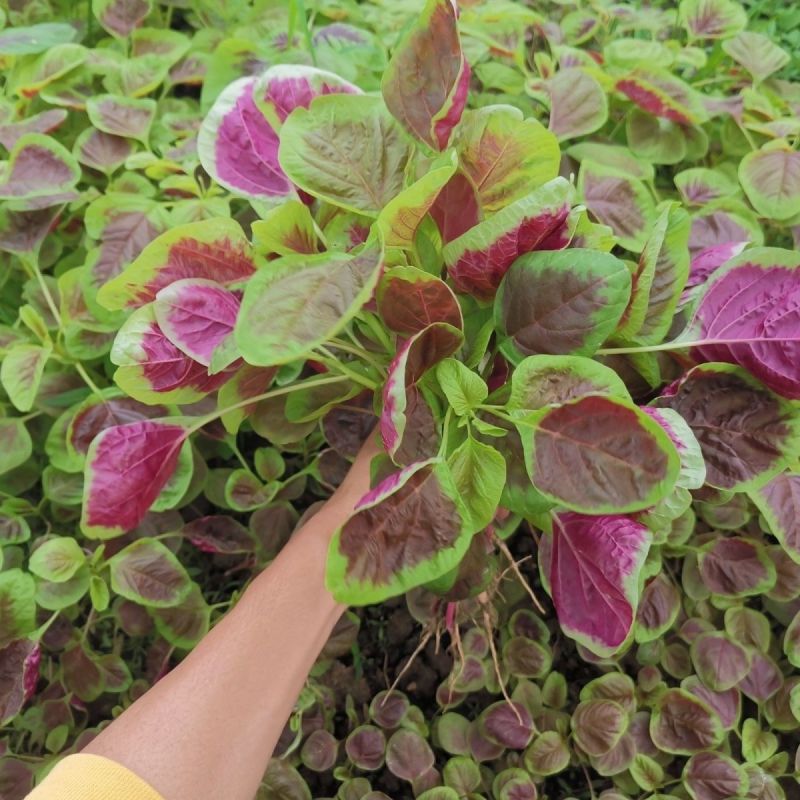 花红米苋早熟苋菜种子紫红色口感糯滑再生性较强红苋菜种籽
