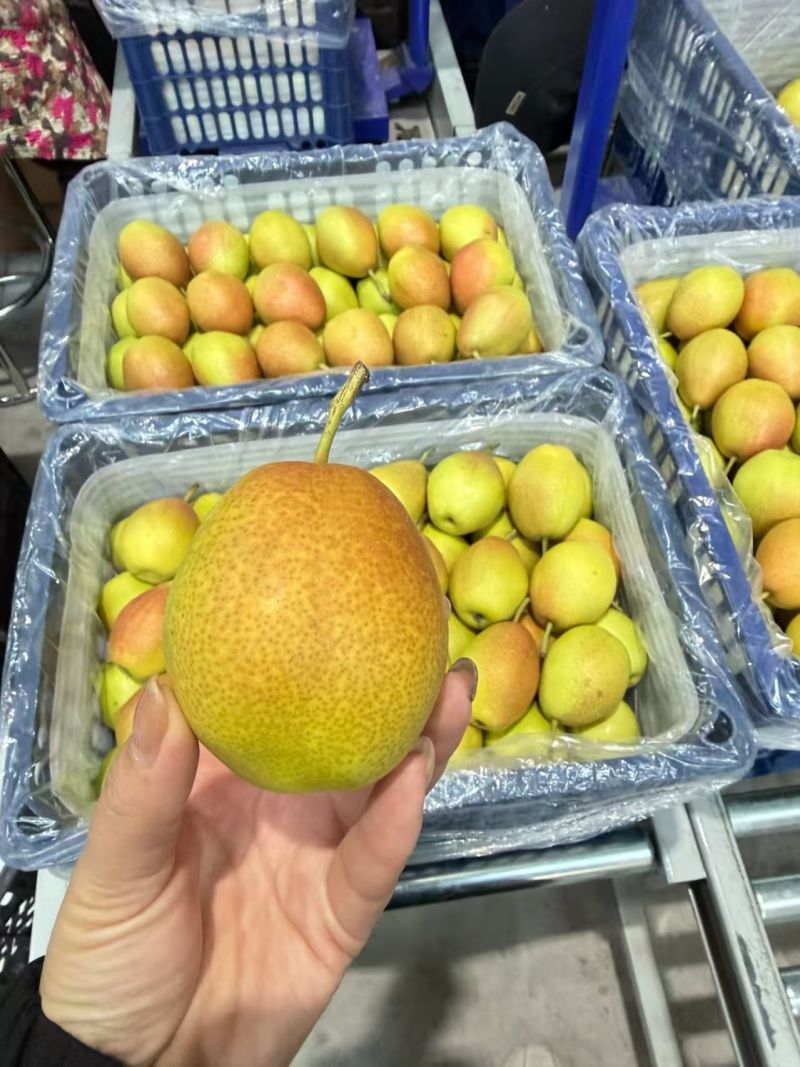 山西红香酥香梨🍐