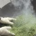 都匀毛尖，有机茶，原生态高山茶叶高品质，无农药，生熟都有