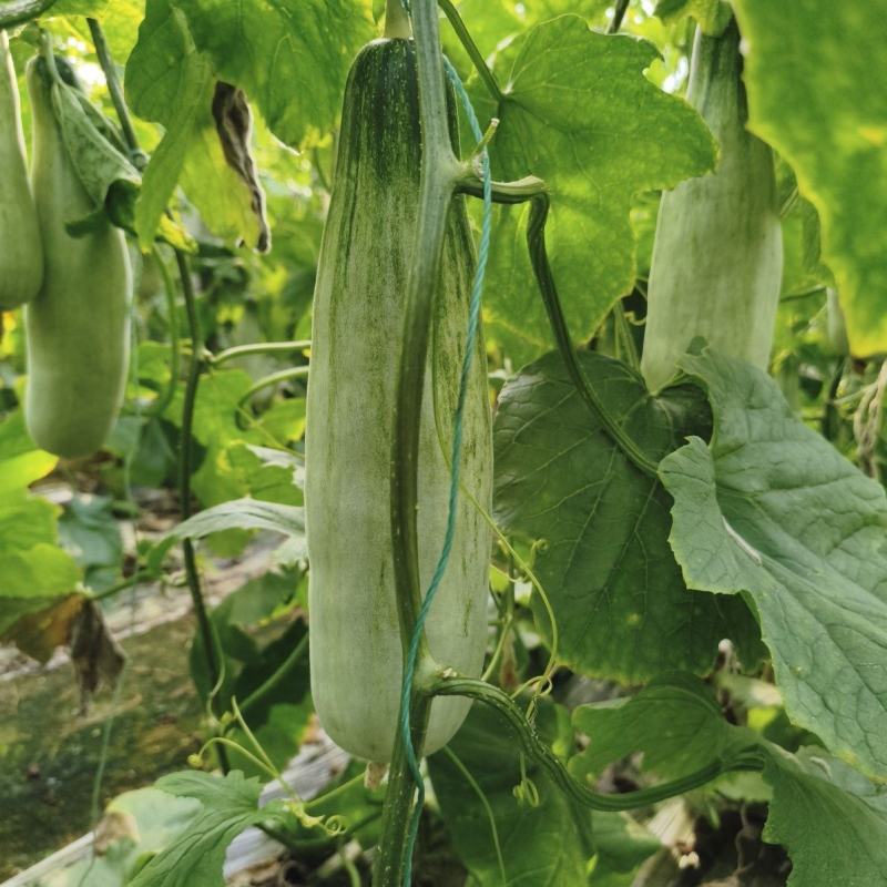 汇蔬新蜜杂交一代羊角蜜甜瓜种子连续结瓜能力强含糖量高